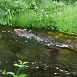River Run Ranch - Telemark Feriehus Drangedal