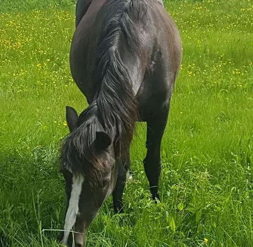 River Run Ranch - Telemark 펜션