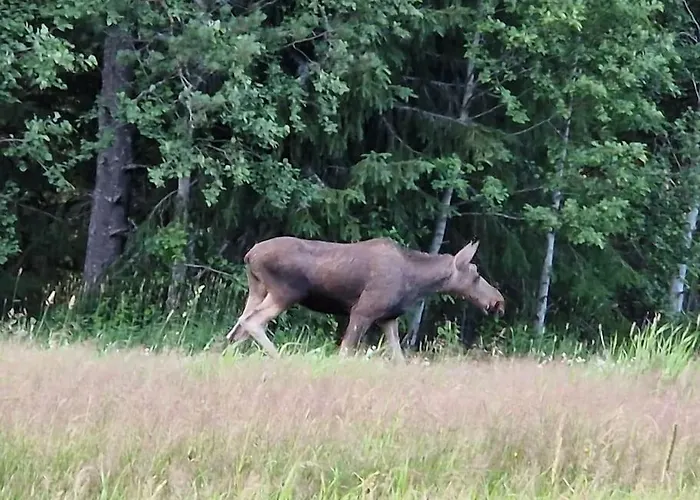 펜션 River Run Ranch - Telemark Drangedal