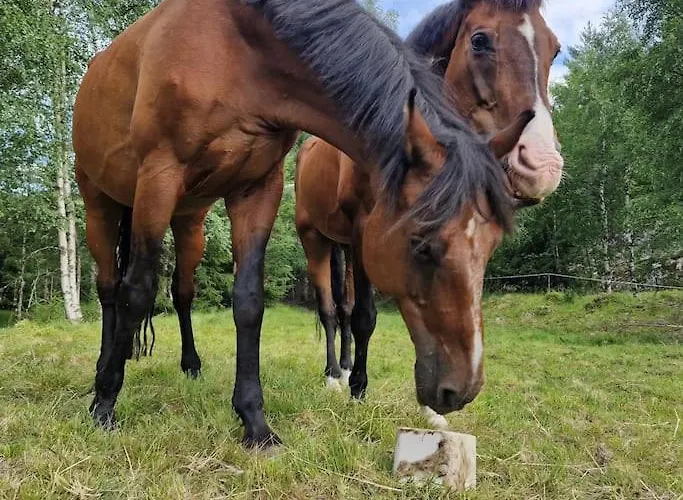River Run Ranch - Telemark Prázdninový dům Drangedal